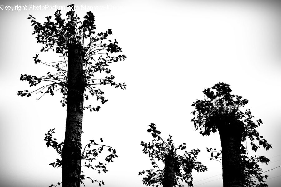 Silhouette, Plant, Tree, Oak, Wood, Conifer, Fir