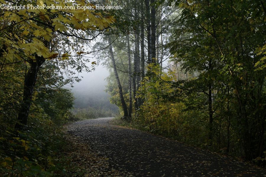 Dirt Road, Gravel, Road, Oak, Tree, Wood, Plant