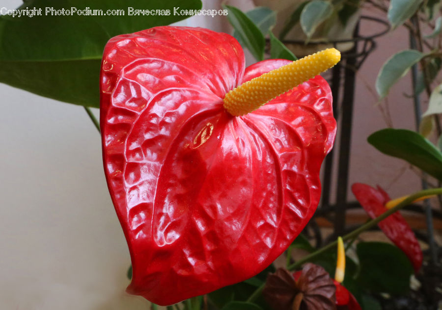 Anthurium, Flower, Plant, Potted Plant, Corn, Food, Grain