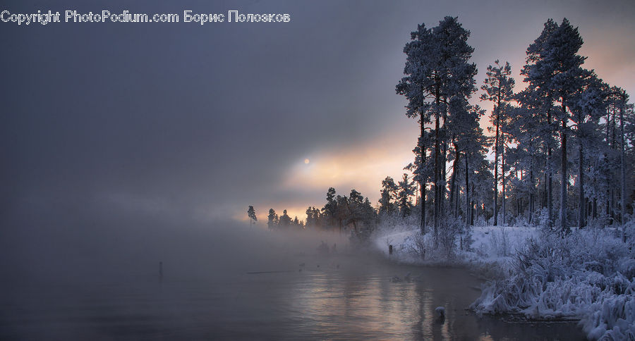 Dawn, Dusk, Sky, Sunrise, Sunset, Conifer, Fir