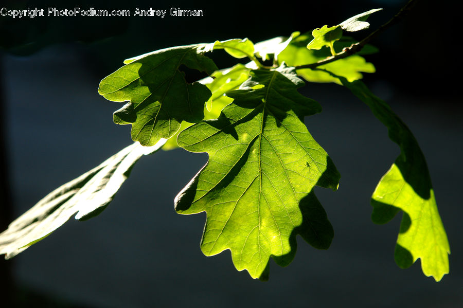Fruit, Grapes, Blossom, Flora, Flower, Geranium, Plant