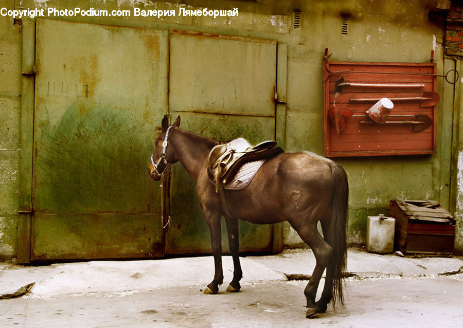 Animal, Bongo, Percussion, Horse, Mammal, Stallion, Chest
