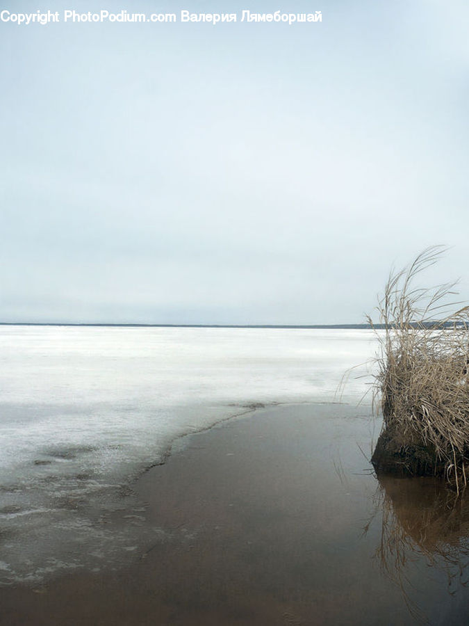 Grass, Plant, Reed, Land, Marsh, Outdoors, Swamp