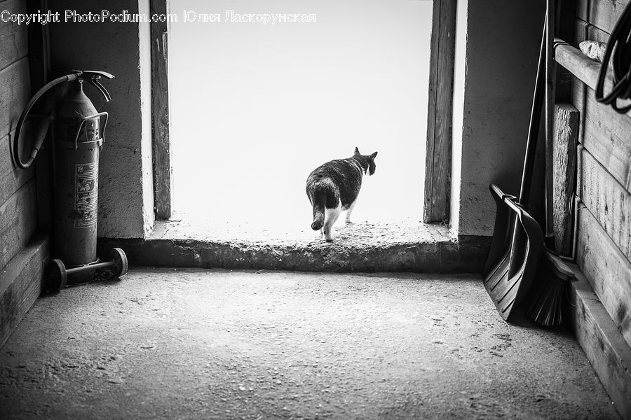 Animal, Canine, Collie, Dog, Mammal, Pet, Bucket