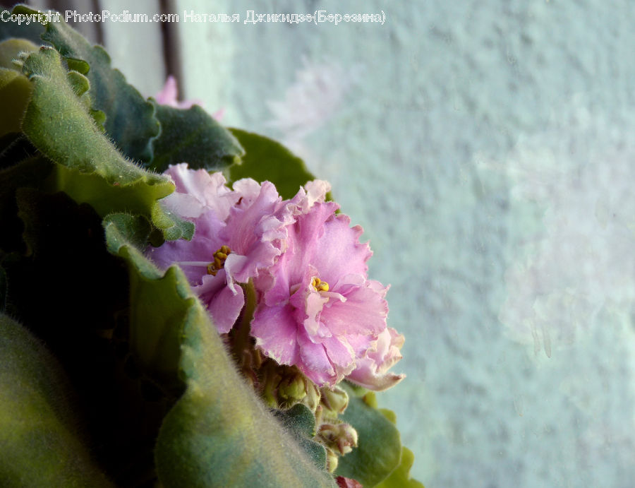 Blossom, Flora, Flower, Plant, Cactus, Cherry Blossom