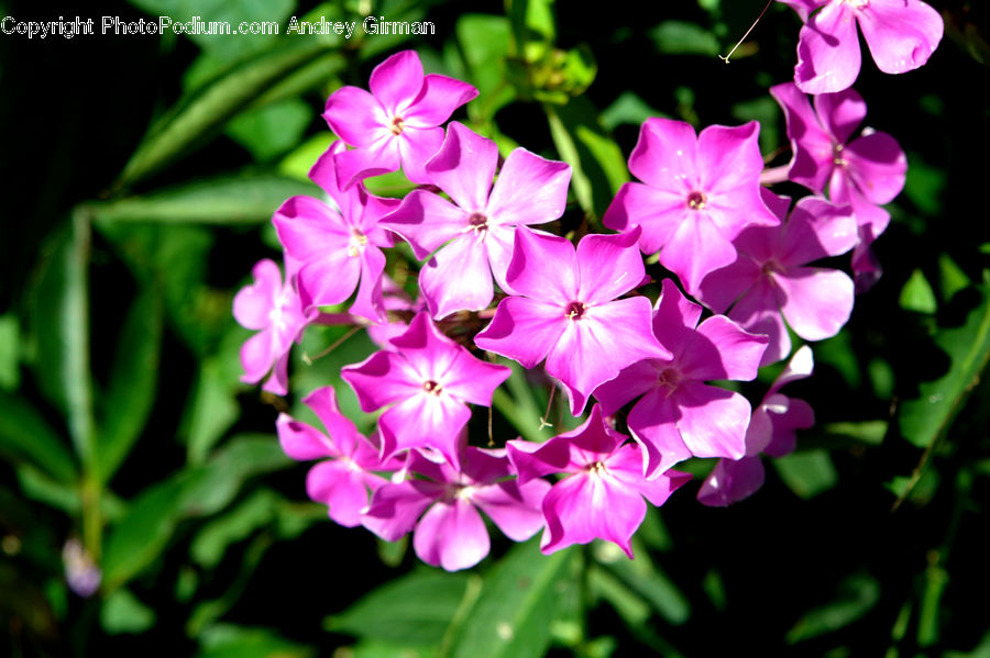 Blossom, Flora, Flower, Geranium, Plant, Dahlia, Petal