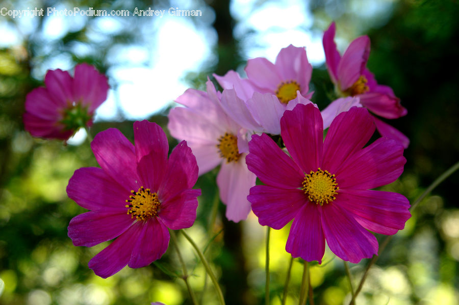Cosmos, Blossom, Flora, Flower, Plant