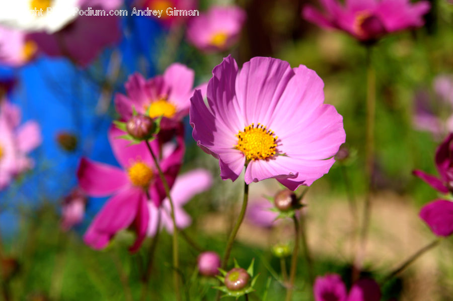 Cosmos, Blossom, Flora, Flower, Geranium, Plant, Petal