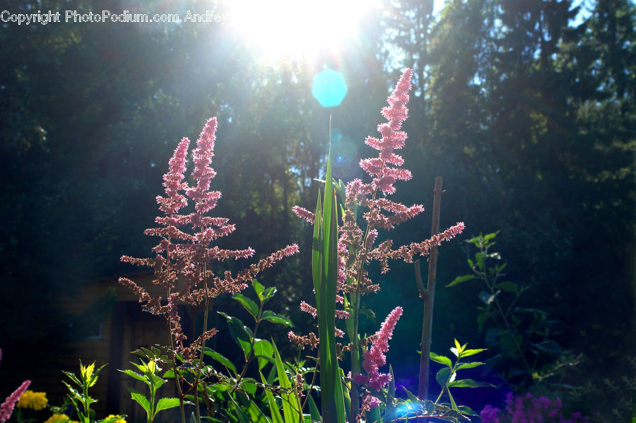 Aquarium, Aquatic, Sea Life, Water, Blossom, Flora, Flower