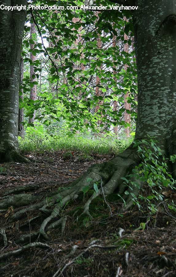 Plant, Potted Plant, Forest, Jungle, Grove, Land, Rainforest