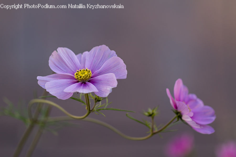 Cosmos, Blossom, Crocus, Flora, Flower, Plant, Petal