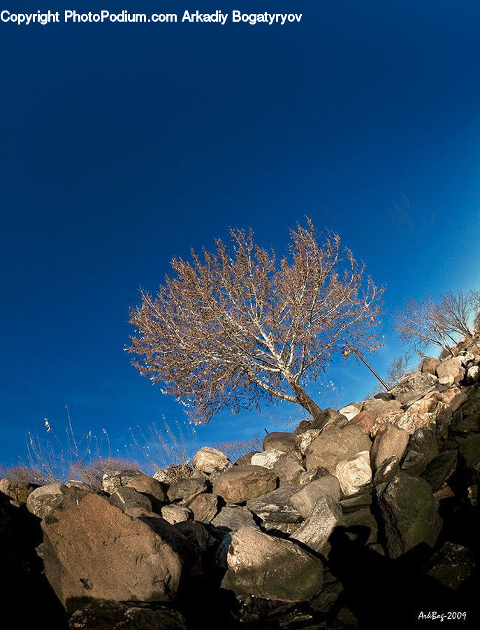 Rubble, Conifer, Fir, Plant, Tree, Larch, Wood
