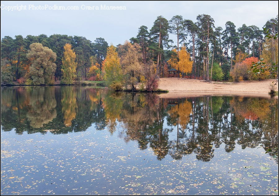 Outdoors, Pond, Water, Forest, Grove, Land, Vegetation