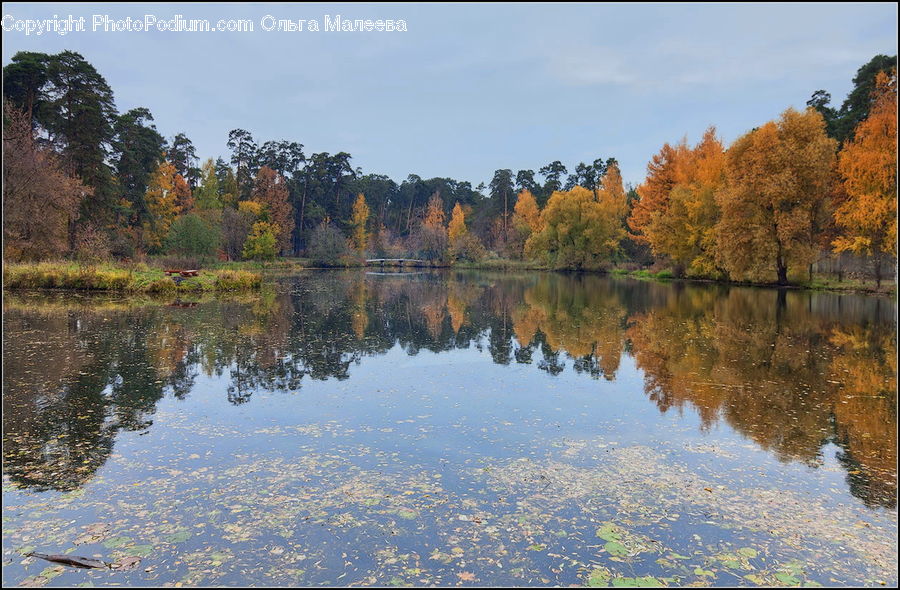 Lake, Outdoors, Water, Plant, Tree, Pond, Forest