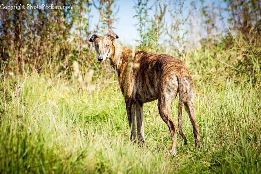 Bush, Plant, Vegetation, Animal, Canine, Mammal, Wolf