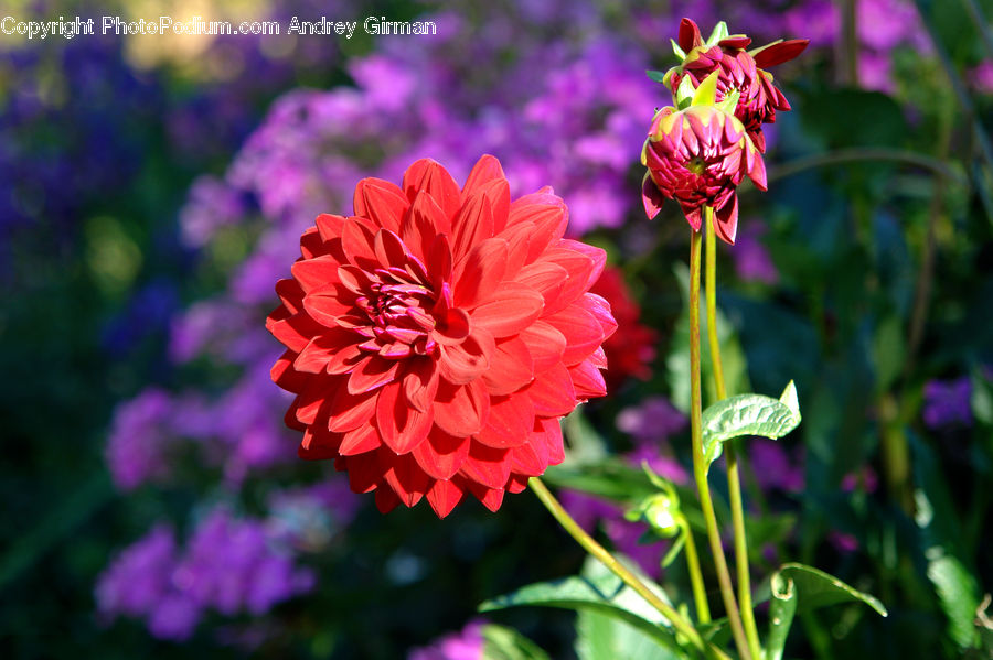 Blossom, Flora, Flower, Geranium, Plant, Petal, Dahlia