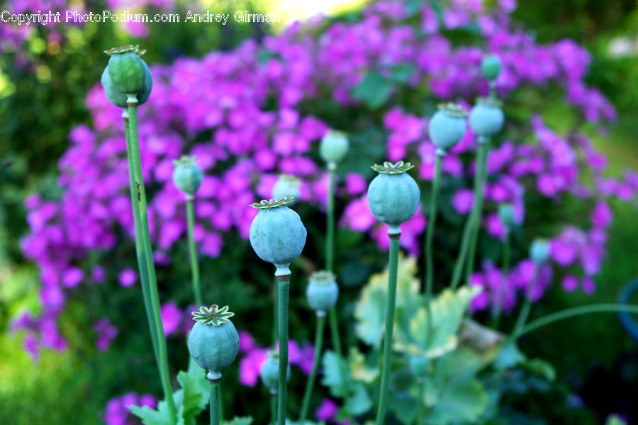 Blossom, Flora, Flower, Geranium, Plant, Allium, Crocus