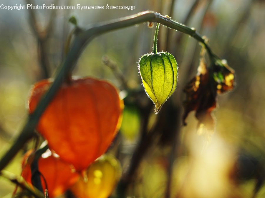 Citrus Fruit, Fruit, Orange, Persimmon, Blossom, Flora, Flower