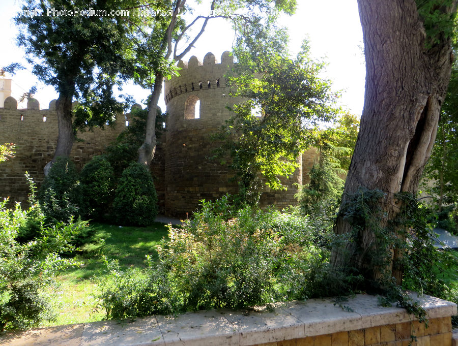 Yard, Building, Cottage, Housing, Bunker, Conifer, Fir