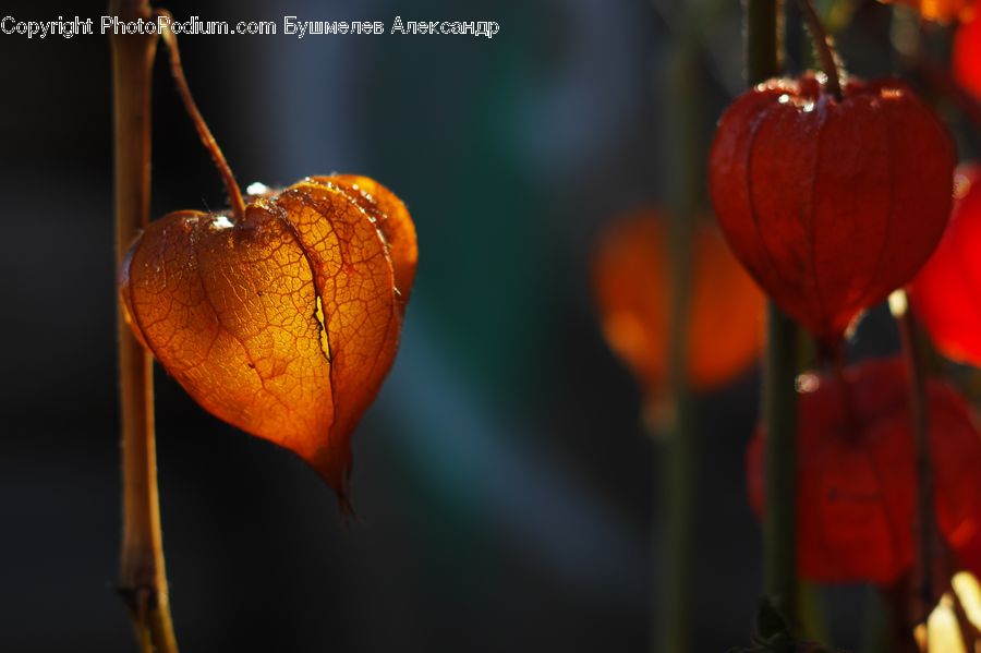 Blossom, Flora, Flower, Plant, Agaric, Amanita, Fungus