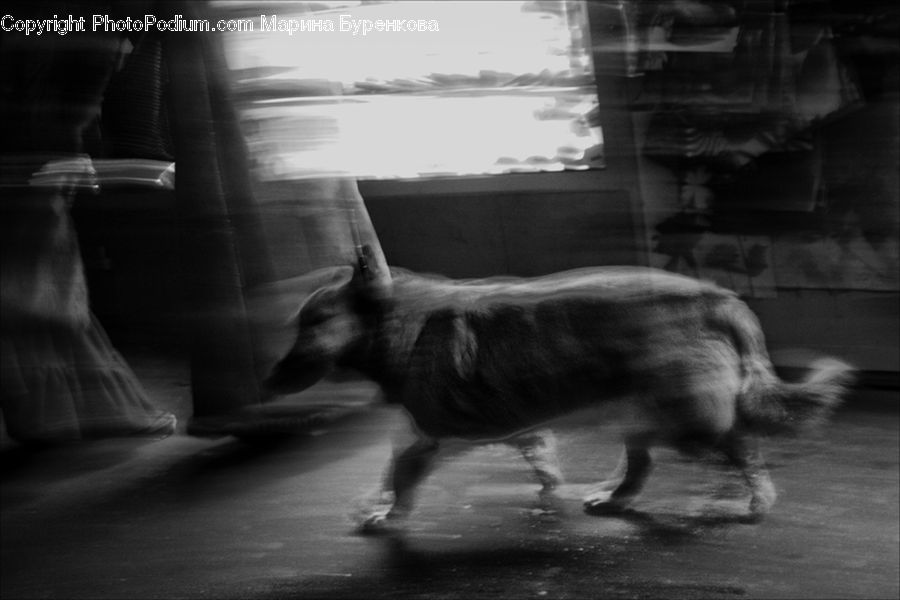 Animal, Zoo, Subway, Train, Train Station, Vehicle, Lighting