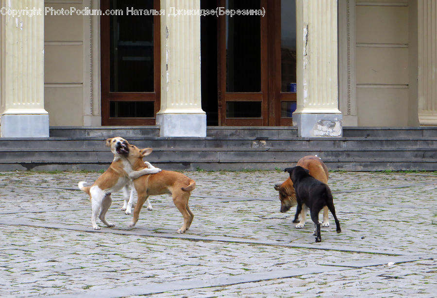 Column, Pillar, Animal, Boxer, Bulldog, Canine, Dog