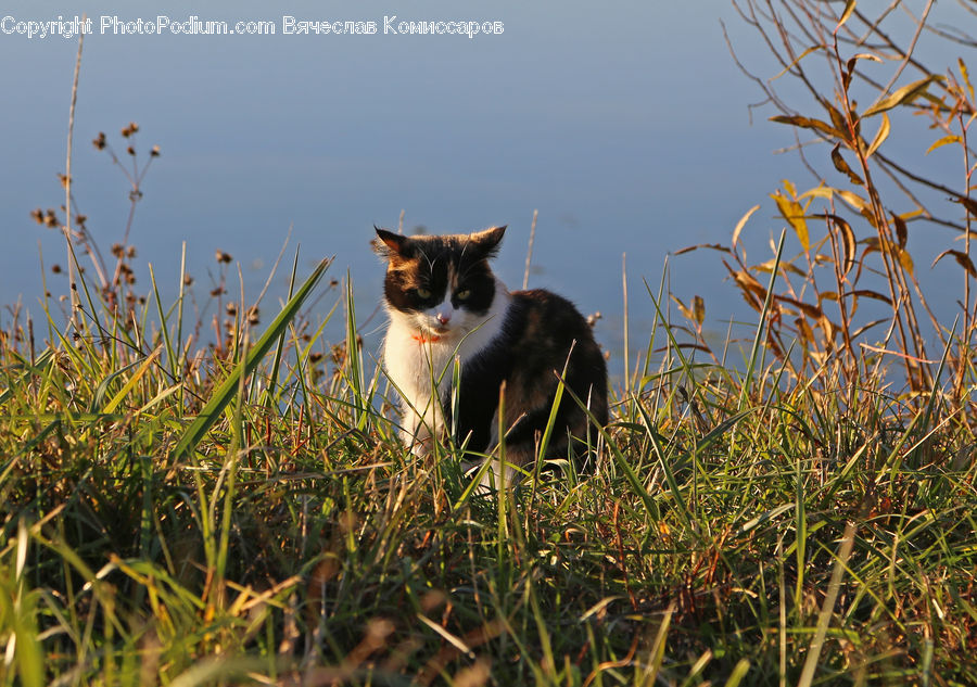 Animal, Cat, Mammal, Manx, Pet, Field, Grass