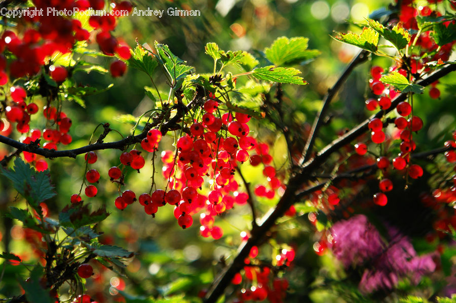Plant, Bush, Vegetation, Blossom, Flora, Flower, Cherry