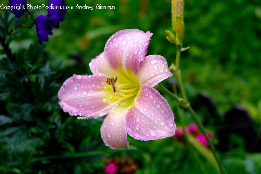 Blossom, Flora, Flower, Geranium, Plant, Violet, Gladiolus