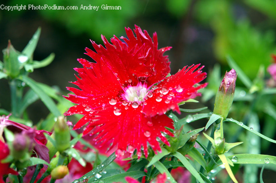 Bud, Plant, Blossom, Flora, Flower, Geranium, Carnation