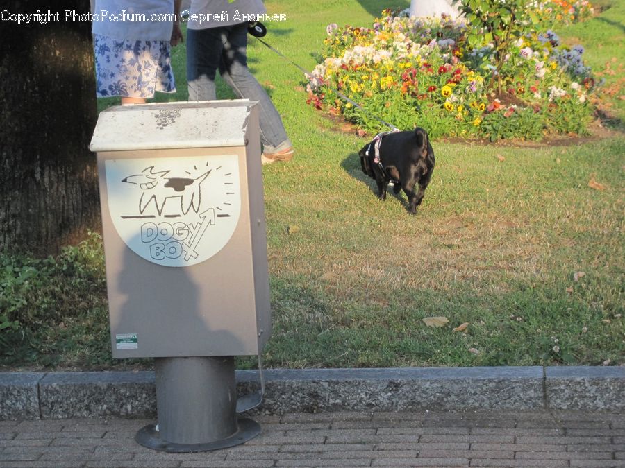 Animal, Bulldog, Canine, Dog, French Bulldog, Mammal, Pet