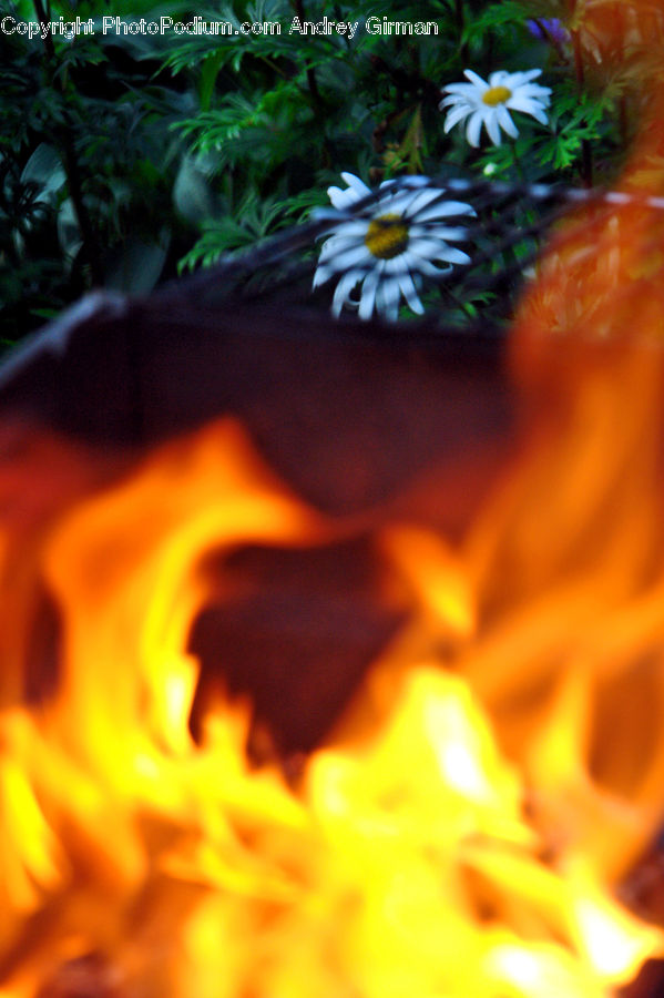 Daisies, Daisy, Flower, Plant, Fire, Aster, Blossom
