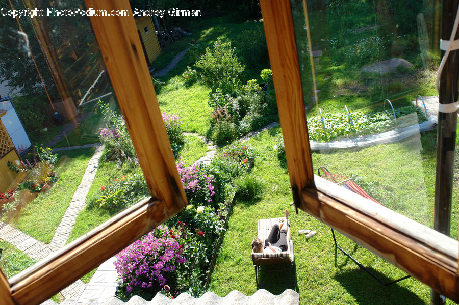 Blossom, Flora, Flower, Geranium, Plant, Garden, Gardening