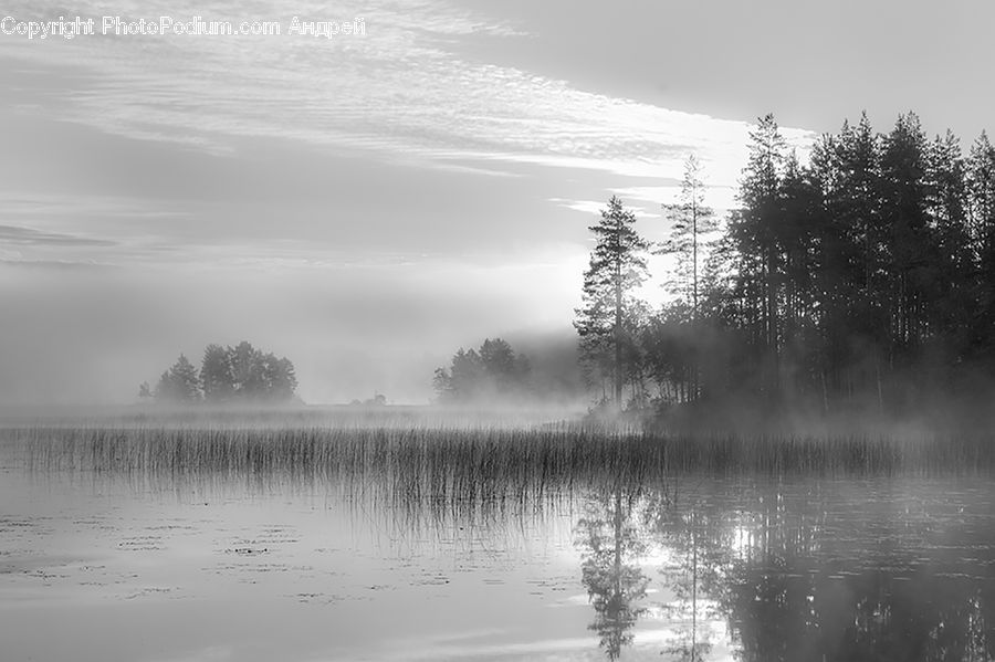 Fog, Water, Land, Marsh, Pond, Swamp, Plant