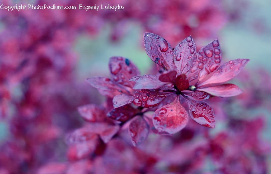 Blossom, Cherry Blossom, Flower, Flora, Geranium, Plant, Petal