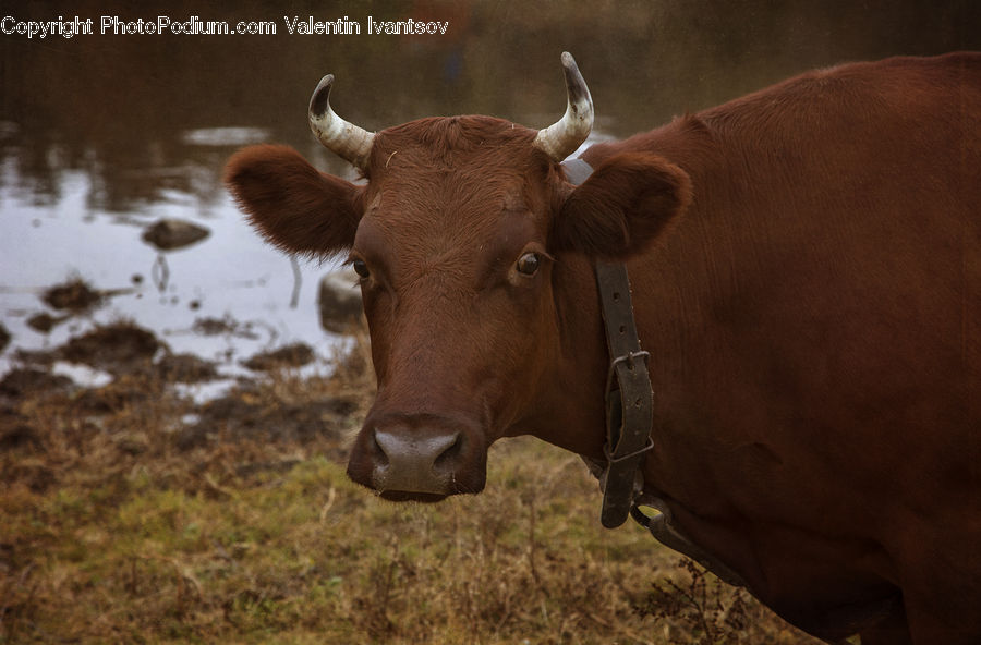 Angus, Animal, Bull, Mammal