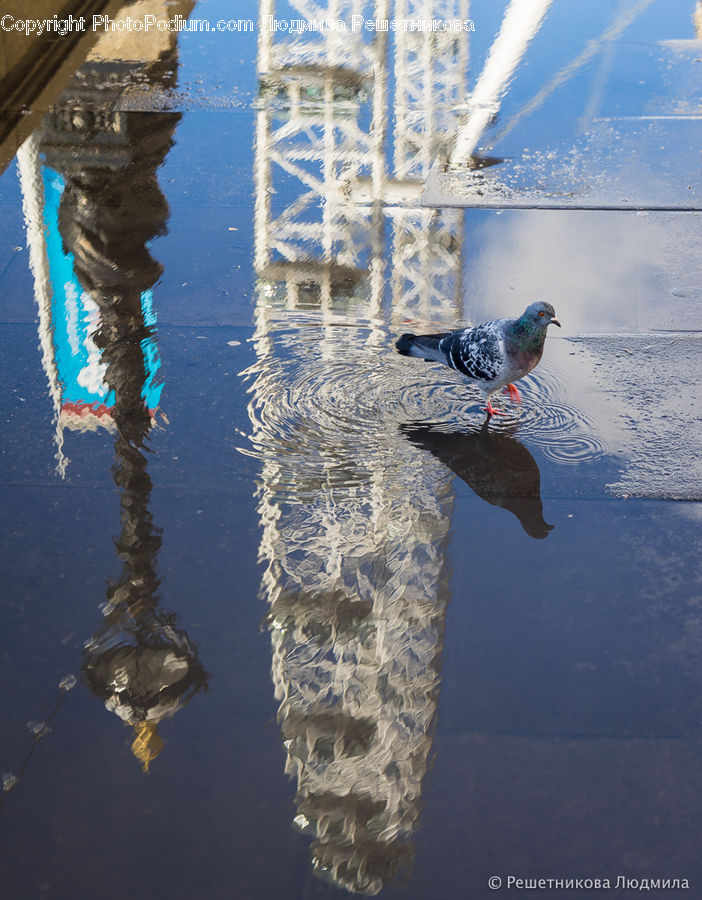 Bird, Pigeon, Dove, Blue Jay, Bluebird, Jay, Leisure Activities