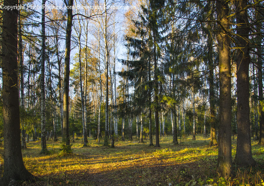 Forest, Vegetation, Grove, Land, Conifer, Fir, Plant