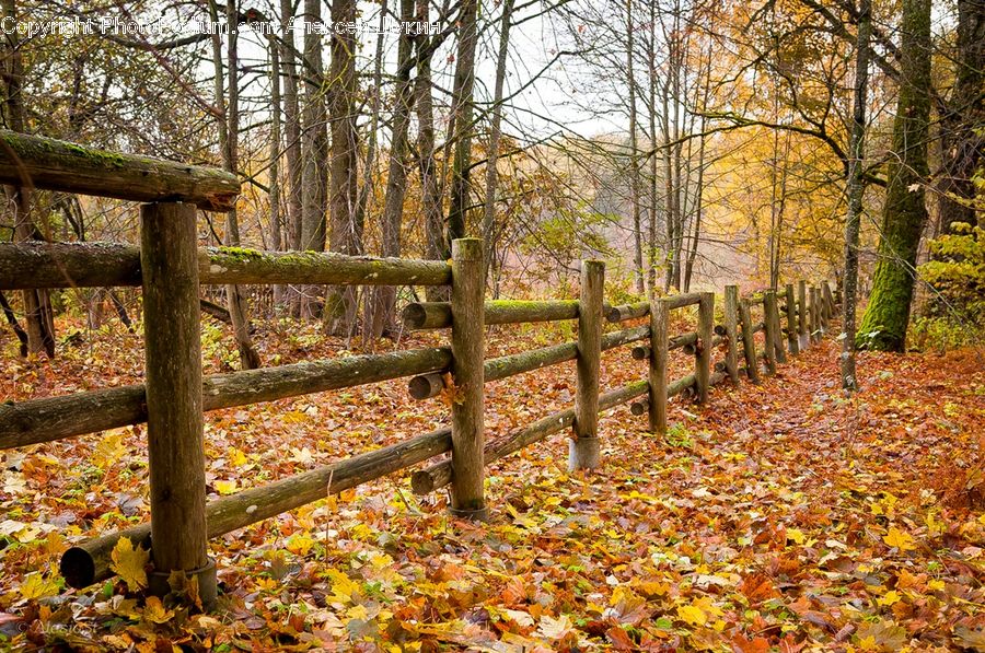 Forest, Grove, Land, Bench, Vegetation, Fence, Plant