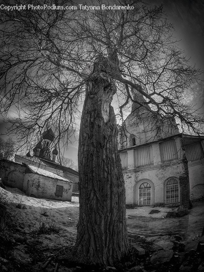 Oak, Tree, Wood, Plant, Building, Housing, Villa
