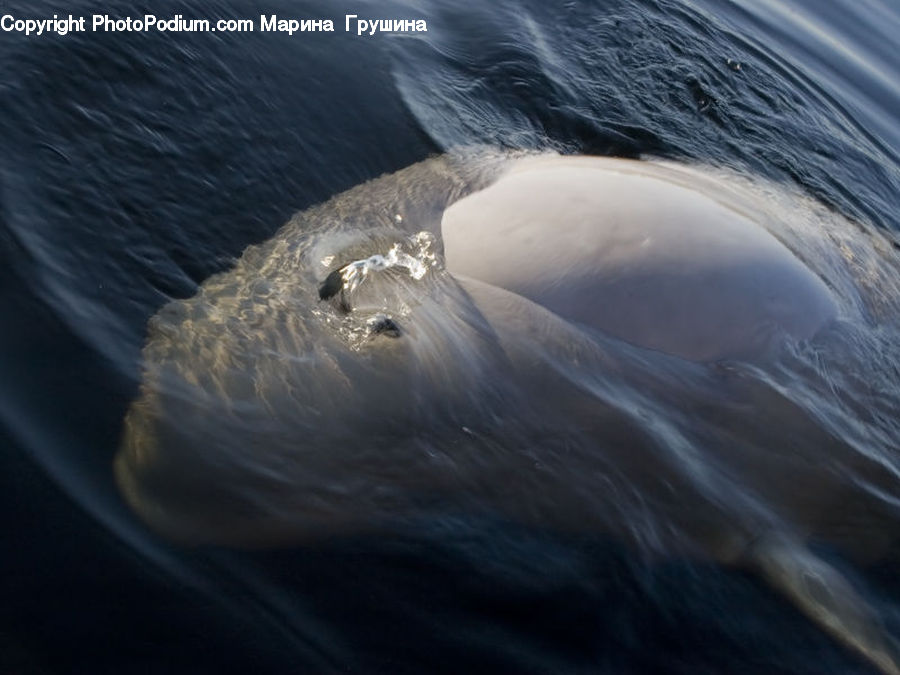 Outdoors, Sea, Sea Waves, Water, Animal, Fish, Humpback