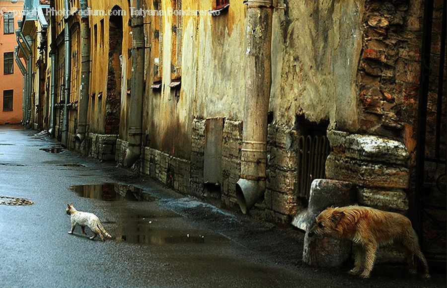 Rock, Para Rubber Tree, Plant, Tree, Alley, Alleyway, Road