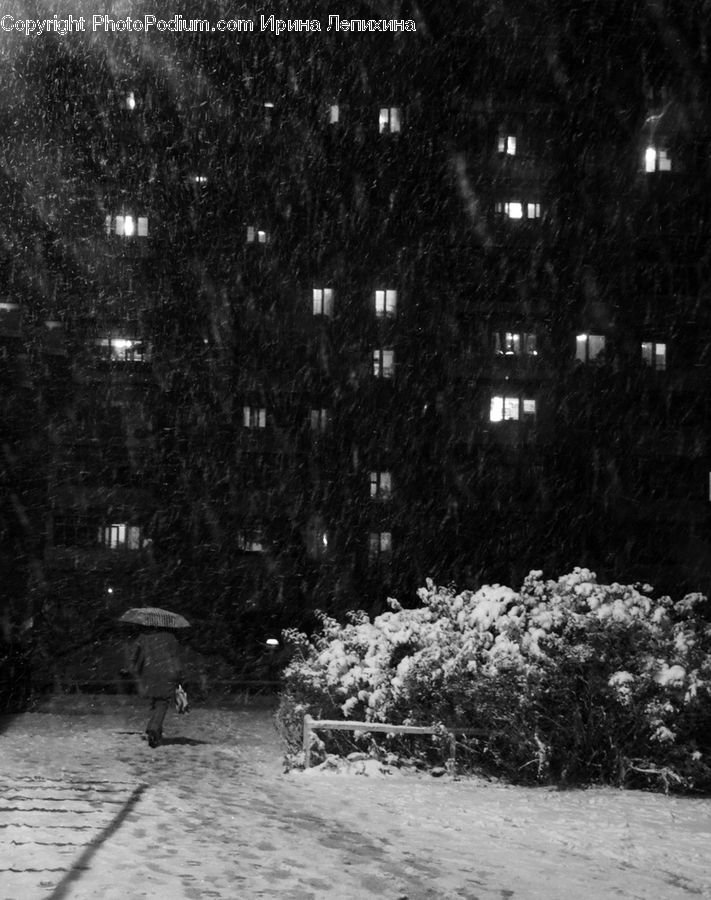 Ice, Outdoors, Snow, City, Downtown, Plant, Tree
