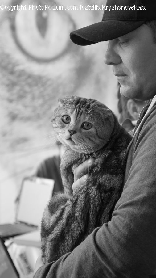 People, Person, Human, Animal, Portrait, Abyssinian