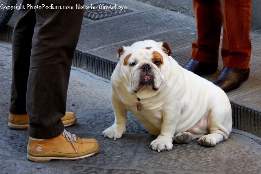 Animal, Boxer, Bulldog, Canine, Dog, Mammal, Pet