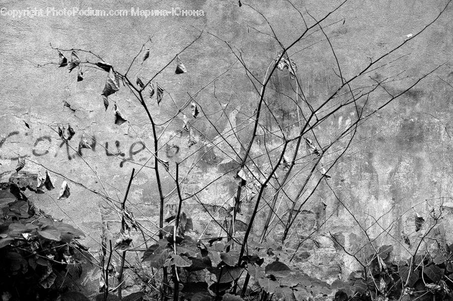 Ivy, Plant, Vine, Frost, Ice, Outdoors, Snow
