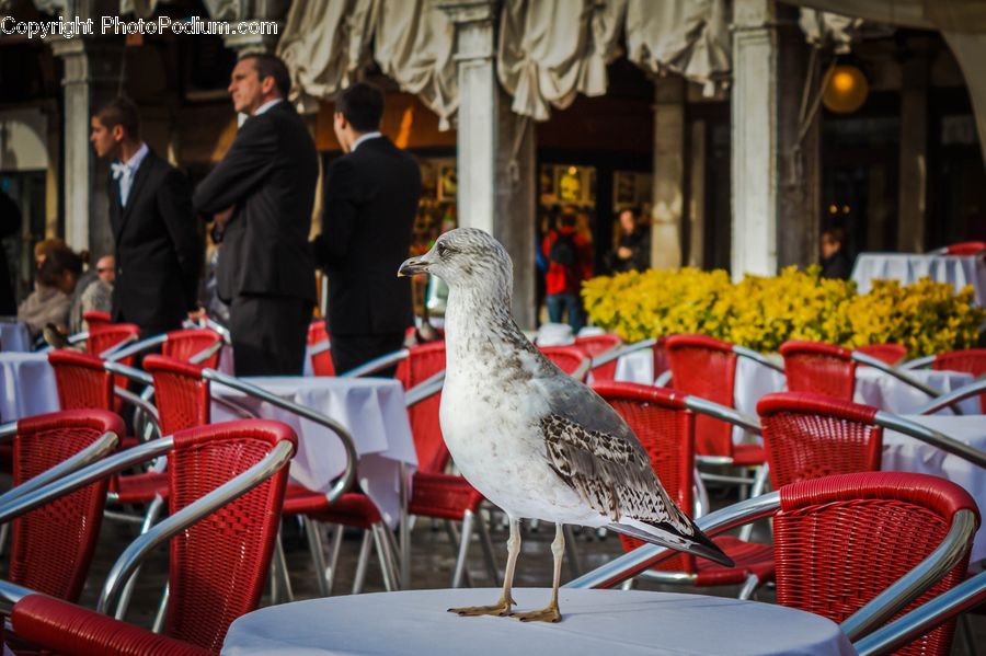 Chair, Furniture, People, Person, Human, Bird, Seagull