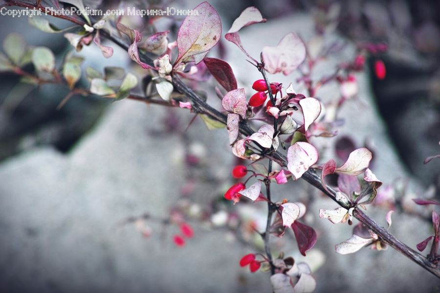 Blossom, Flora, Flower, Plant, Cherry Blossom, Bud, Accessories