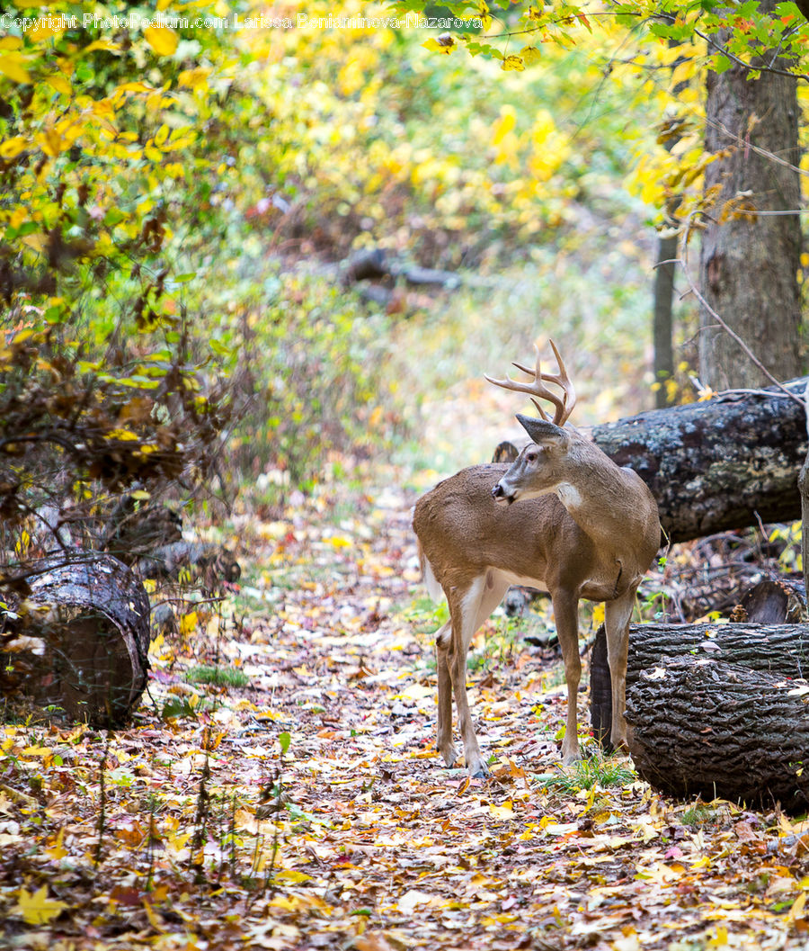 Animal, Deer, Mammal, Wildlife, Gazelle, Impala, Outdoors