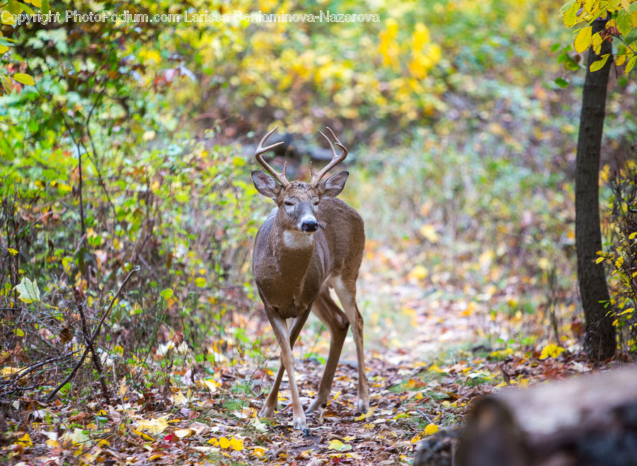 Animal, Deer, Mammal, Wildlife, Antler, Gazelle, Impala